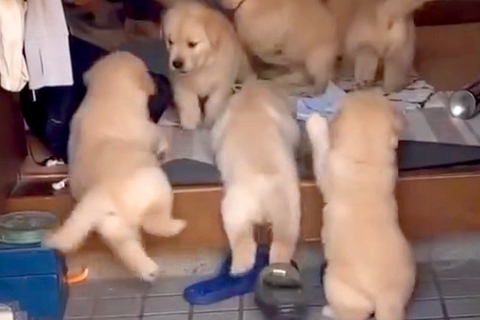玄関先にいた7匹の子犬→ご飯のため『お皿をカンカン鳴らした』結果…天国のような『わちゃわちゃな光景』が14万再生「反則」「モフモフ大渋滞」