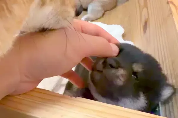 生後20日の赤ちゃん犬を撫でていたら『母犬』がやってきて…想定外だった『まさかの行動』に7万いいね「なんて可愛いお母さん」「気持ちわかる」