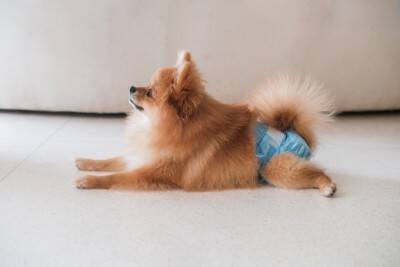 100均で揃えることができる『犬用の防災グッズ』5つ　低コストで実用的なおすすめアイテムとは？