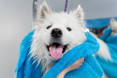 100均で揃えることができる『犬用の防災グッズ』5つ　低コストで実用的なおすすめアイテムとは？