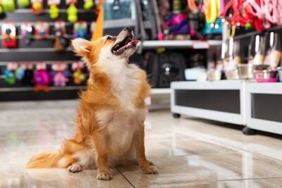 100均で揃えることができる『犬用の防災グッズ』5つ　低コストで実用的なおすすめアイテムとは？