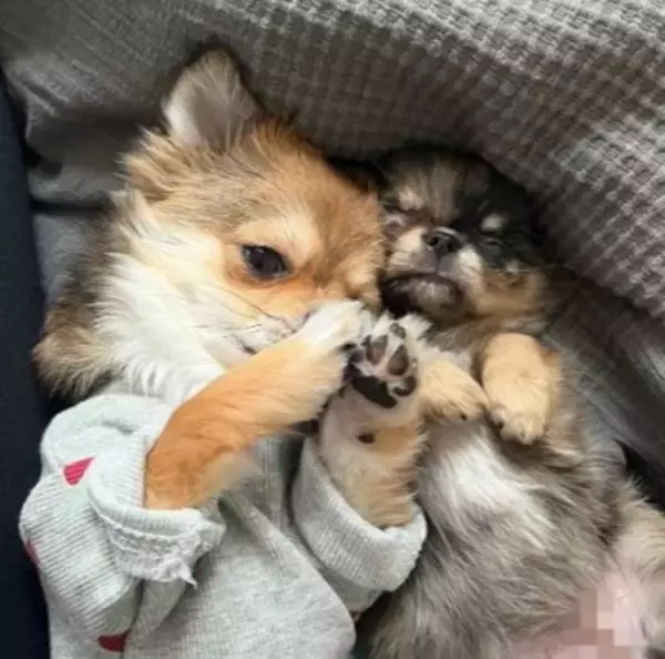 赤ちゃん犬とお兄ちゃん犬が一緒に寝た結果…まさかの『寝かしつけ方法』が192万再生「見守り方が人間」「抱きしめるの尊い」海外からも絶賛