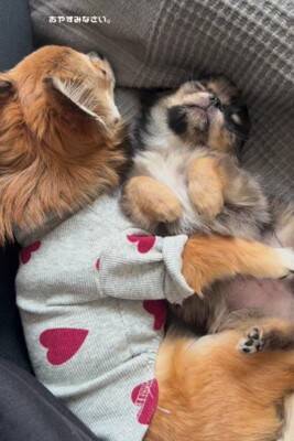 赤ちゃん犬とお兄ちゃん犬が一緒に寝た結果…まさかの『寝かしつけ方法』が192万再生「見守り方が人間」「抱きしめるの尊い」海外からも絶賛