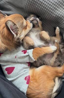 赤ちゃん犬とお兄ちゃん犬が一緒に寝た結果…まさかの『寝かしつけ方法』が192万再生「見守り方が人間」「抱きしめるの尊い」海外からも絶賛