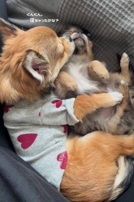 赤ちゃん犬とお兄ちゃん犬が一緒に寝た結果…まさかの『寝かしつけ方法』が192万再生「見守り方が人間」「抱きしめるの尊い」海外からも絶賛