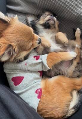 赤ちゃん犬とお兄ちゃん犬が一緒に寝た結果…まさかの『寝かしつけ方法』が192万再生「見守り方が人間」「抱きしめるの尊い」海外からも絶賛