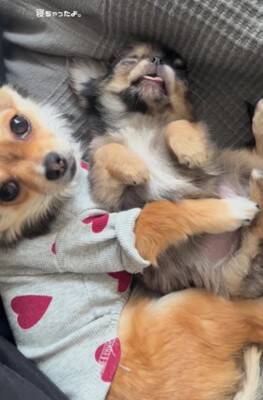 赤ちゃん犬とお兄ちゃん犬が一緒に寝た結果…まさかの『寝かしつけ方法』が192万再生「見守り方が人間」「抱きしめるの尊い」海外からも絶賛