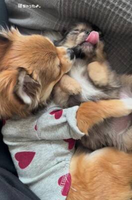 赤ちゃん犬とお兄ちゃん犬が一緒に寝た結果…まさかの『寝かしつけ方法』が192万再生「見守り方が人間」「抱きしめるの尊い」海外からも絶賛