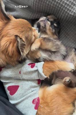 赤ちゃん犬とお兄ちゃん犬が一緒に寝た結果…まさかの『寝かしつけ方法』が192万再生「見守り方が人間」「抱きしめるの尊い」海外からも絶賛
