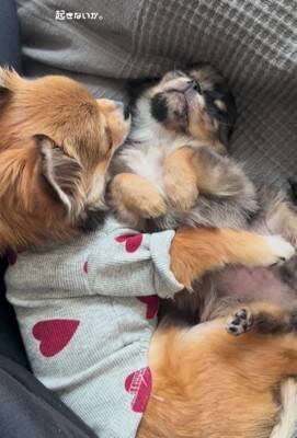 赤ちゃん犬とお兄ちゃん犬が一緒に寝た結果…まさかの『寝かしつけ方法』が192万再生「見守り方が人間」「抱きしめるの尊い」海外からも絶賛