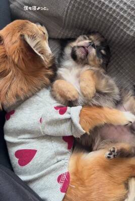赤ちゃん犬とお兄ちゃん犬が一緒に寝た結果…まさかの『寝かしつけ方法』が192万再生「見守り方が人間」「抱きしめるの尊い」海外からも絶賛