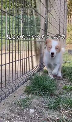 『迎えるなら覚悟して』と言われたやんちゃ犬を飼った結果…地道な訓練で『変貌』した姿が衝撃的すぎると130万再生「素晴らしい」「感動した」