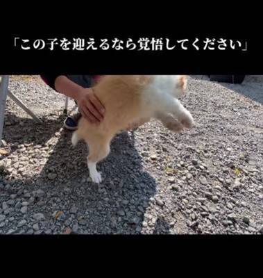 『迎えるなら覚悟して』と言われたやんちゃ犬を飼った結果…地道な訓練で『変貌』した姿が衝撃的すぎると130万再生「素晴らしい」「感動した」