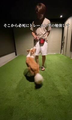 『迎えるなら覚悟して』と言われたやんちゃ犬を飼った結果…地道な訓練で『変貌』した姿が衝撃的すぎると130万再生「素晴らしい」「感動した」