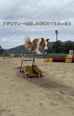 『迎えるなら覚悟して』と言われたやんちゃ犬を飼った結果…地道な訓練で『変貌』した姿が衝撃的すぎると130万再生「素晴らしい」「感動した」