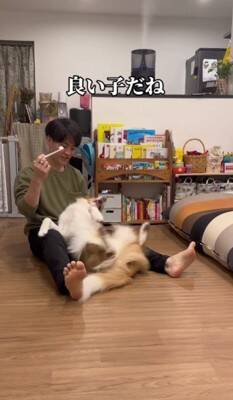 『迎えるなら覚悟して』と言われたやんちゃ犬を飼った結果…地道な訓練で『変貌』した姿が衝撃的すぎると130万再生「素晴らしい」「感動した」