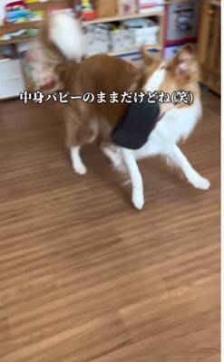 『迎えるなら覚悟して』と言われたやんちゃ犬を飼った結果…地道な訓練で『変貌』した姿が衝撃的すぎると130万再生「素晴らしい」「感動した」