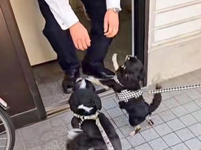 散歩中、毎日のように『交番』に立ち寄る犬→おまわりさんが出てきて…尊すぎるやり取りが10万再生「仕事してられないｗ」「癒しを届けてる」