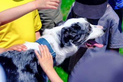 犬との外出で『撫でていいか』聞かれたときのNG行為4選　起こり得るトラブルとは？