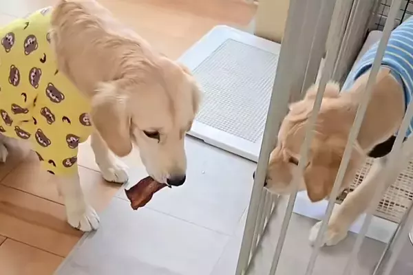 弟犬の前でおやつを咥える姉犬→『おすそ分けするのかな』と思ったら…人間のような『まさかの行動』がSNSで話題「いけずｗ」「悪いわーｗ」