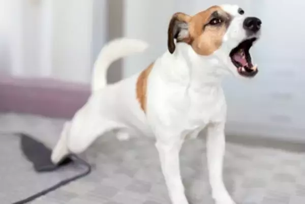 犬が『夜鳴き』をする理由5つ　鳴き続ける心理や落ち着かせる方法まで