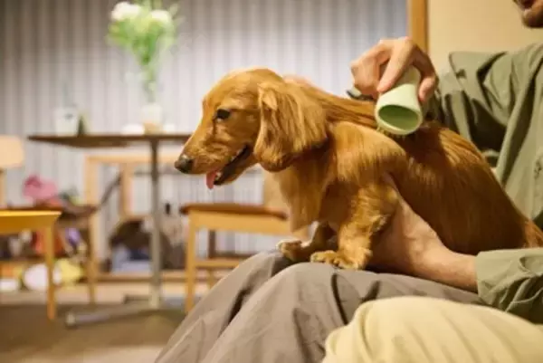 犬のニオイを抑えるための『適切なお手入れ』5選　なぜ臭くなってしまうの？