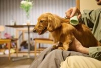 犬のニオイを抑えるための『適切なお手入れ』5選　なぜ臭くなってしまうの？