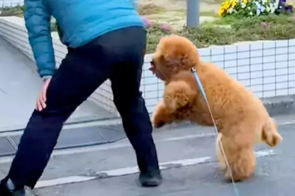 街の人々に愛されている犬→散歩中に出会うと…ご近所付き合いが上手すぎる『尊い光景』が67万再生「私ももふもふしたい」「なんて可愛い毛玉」