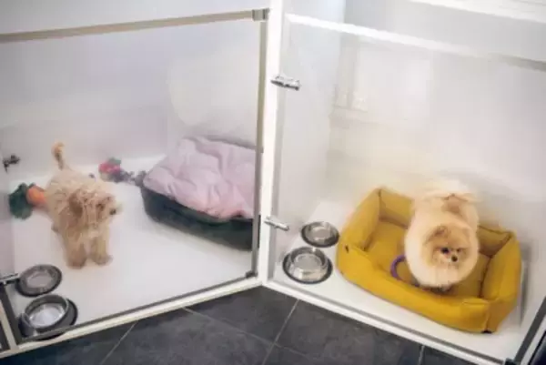 犬が『ペットホテル』に預けられたときの心理とは？ストレスを感じている？