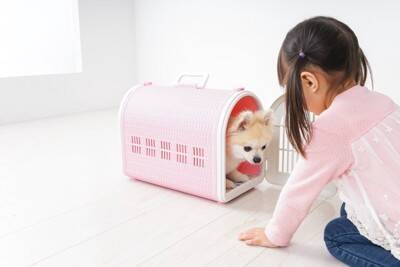 犬が『ペットホテル』に預けられたときの心理とは？ストレスを感じている？