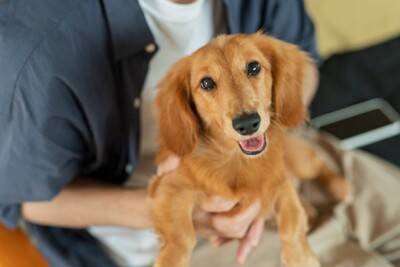 犬が『飼い主のことを避ける』理由5つ　愛犬から嫌われてしまう無意識にやりがちな行動とは？