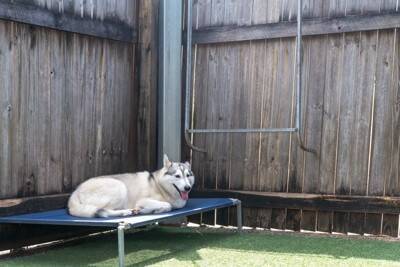 『暑さに弱い』犬種5選　夏バテしやすいワンコの特徴や酷暑を乗り切る方法まで
