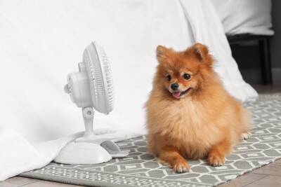 『暑さに弱い』犬種5選　夏バテしやすいワンコの特徴や酷暑を乗り切る方法まで