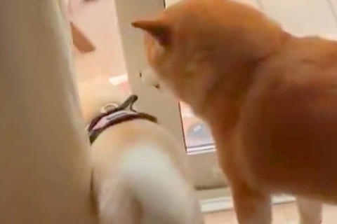 ドアの隙間から庭に出ていく犬→『後ろからもう1匹が追いかけた』と思ったら…まさかの展開に爆笑「あと1センチあれば」「あれ？って顔好きｗ」