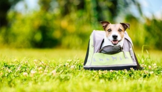 犬と一緒に『公共交通機関』を利用するときのNG行為7つ　電車やタクシーに乗る際の注意点とは？