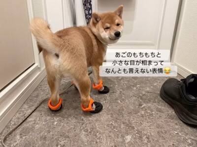 子犬に初めて『靴』を履かせた結果…まさかの"すぐさま順応する光景"が26万再生「うちは歩かなかったのにすごい」「可愛すぎる」と称賛の声