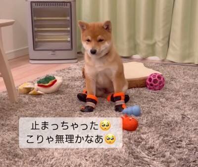 子犬に初めて『靴』を履かせた結果…まさかの"すぐさま順応する光景"が26万再生「うちは歩かなかったのにすごい」「可愛すぎる」と称賛の声