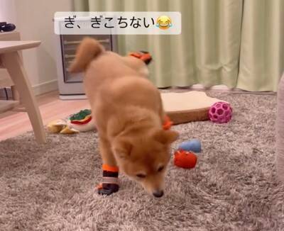 子犬に初めて『靴』を履かせた結果…まさかの"すぐさま順応する光景"が26万再生「うちは歩かなかったのにすごい」「可愛すぎる」と称賛の声