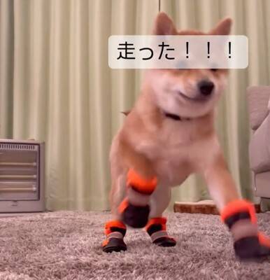 子犬に初めて『靴』を履かせた結果…まさかの"すぐさま順応する光景"が26万再生「うちは歩かなかったのにすごい」「可愛すぎる」と称賛の声