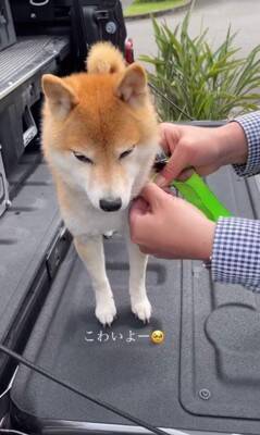 車で峠に行ったら、一緒にいた犬が…想像の上をいく『震えまくる姿』が切ないと150万再生「可哀想だけどかわいい」「抱きしめたくなる」