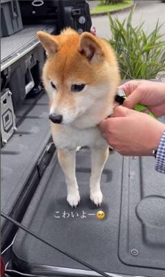 車で峠に行ったら、一緒にいた犬が…想像の上をいく『震えまくる姿』が切ないと150万再生「可哀想だけどかわいい」「抱きしめたくなる」
