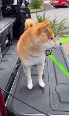 車で峠に行ったら、一緒にいた犬が…想像の上をいく『震えまくる姿』が切ないと150万再生「可哀想だけどかわいい」「抱きしめたくなる」