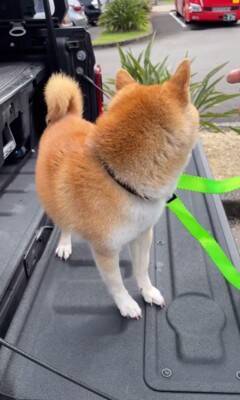 車で峠に行ったら、一緒にいた犬が…想像の上をいく『震えまくる姿』が切ないと150万再生「可哀想だけどかわいい」「抱きしめたくなる」