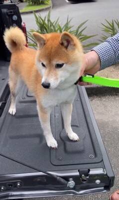 車で峠に行ったら、一緒にいた犬が…想像の上をいく『震えまくる姿』が切ないと150万再生「可哀想だけどかわいい」「抱きしめたくなる」