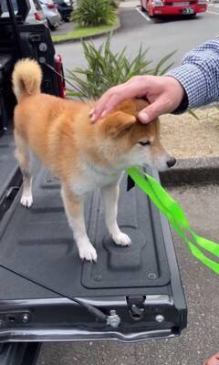 車で峠に行ったら、一緒にいた犬が…想像の上をいく『震えまくる姿』が切ないと150万再生「可哀想だけどかわいい」「抱きしめたくなる」