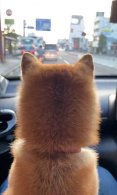 車で峠に行ったら、一緒にいた犬が…想像の上をいく『震えまくる姿』が切ないと150万再生「可哀想だけどかわいい」「抱きしめたくなる」