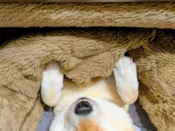 『こたつ』を出したら、人間より先に犬が…『ダメになってしまった光景』が可愛すぎると１万いいね「気持ちよさそう」「こたつには勝てないｗ」
