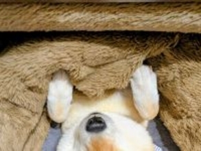 『こたつ』を出したら、人間より先に犬が…『ダメになってしまった光景』が可愛すぎると１万いいね「気持ちよさそう」「こたつには勝てないｗ」