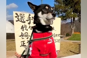 『犬の運動会』に参加し、張りきっている犬→いざ競技が始まると…想定外な『まさかの展開』が13万再生「期待を裏切らない結果ｗ」「さすが」