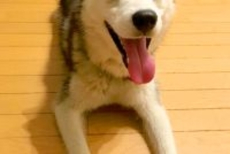 誰もいない庭で放置された『ガリガリの大型犬』を発見→飼い主に連絡すると…信じられない物語が49万再生「涙が止まらん」「感謝します」
